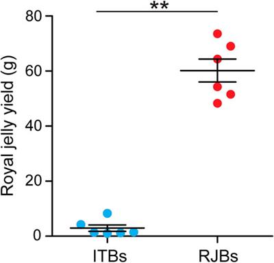 Genetic Drift and Purifying Selection Shaped Mitochondrial Genome Variation in the High Royal Jelly-Producing Honeybee Strain (Apis mellifera ligustica)